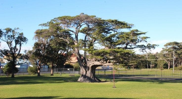 Photo of our 'Big Tree' on the bottom playground